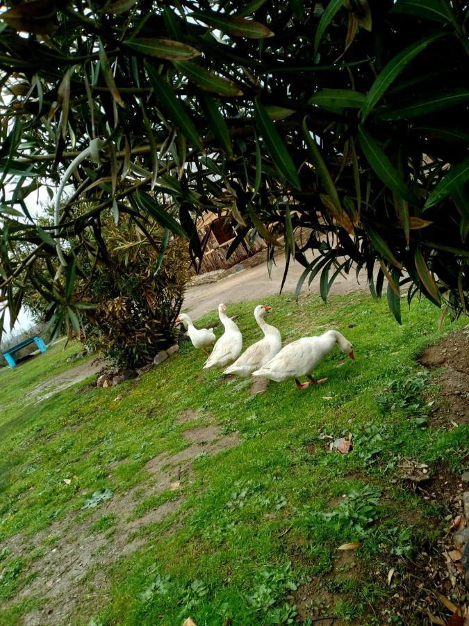 Ferme D'Hote La Vallee Azrou Dış mekan fotoğraf